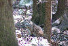 Bobcat at Bays Mountain.