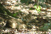 Bobcat at Bays Mountain.