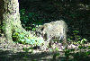 Bobcat at Bays Mountain