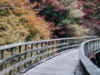 Curving through the fall color change.