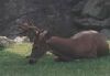 Deer picture 1