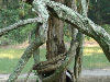 tree just outside