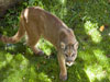 Cougar picture 10