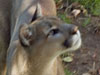 Cougar picture 11