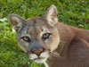 Cougar picture 12