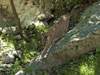 Cougar picture 13