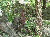 Cougar picture 1