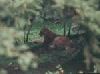 Cougar picture 2