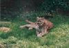 Cougar picture 3
