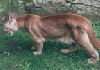 Cougar picture 4