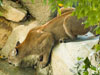 Cougar picture 5
