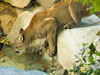 Cougar picture 6