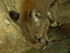 Cougar picture 7