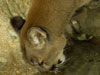 Cougar picture 8