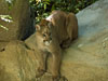 Cougar picture 9