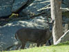 Deer picture 3