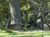 Deer picture 4