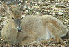 Deer at Bays Mountain