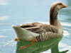 Duck at Steele Creek Park