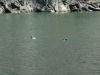 Some ducks swimming in water