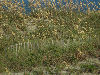 View of the dunes at the beech