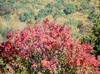 Fall colors around the parkway