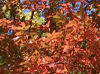 Fall colors around the parkway