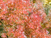 Fall colors around the parkway