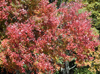Fall colors around the parkway