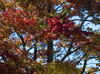 Fall colors around the parkway