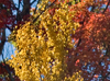 Fall colors around the parkway