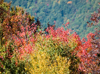 Fall colors around the parkway