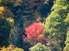 Fall colors around the parkway