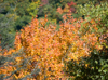 Fall colors around the parkway