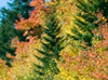 Fall colors around the parkway