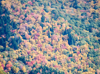 Fall colors around the parkway