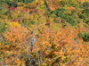 Fall colors around the parkway