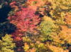 Fall colors around the parkway
