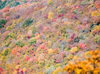 Fall colors around the parkway