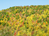Fall colors around the parkway