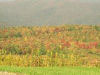 Fall colors on a grove of trees