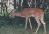 Deer picture 2