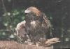 Goldeneagle picture