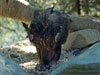 Goldeneagle picture