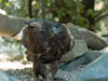 Goldeneagle picture