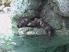 otters picture