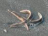 A star fish in the sand.