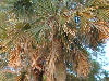 The trees along the beech.