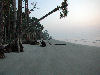 Looking up the beech at Hunting island.