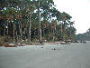 Looking up the beech at Hunting island.